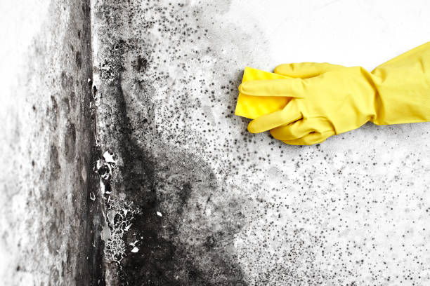 Best Mold Testing  in Maplewood, MN