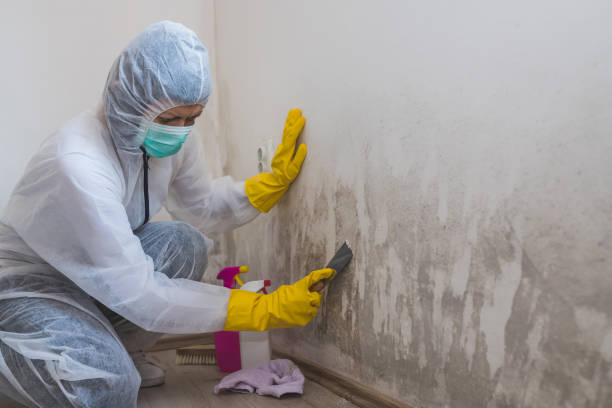 Best Professional Mold Removal  in Maplewood, MN