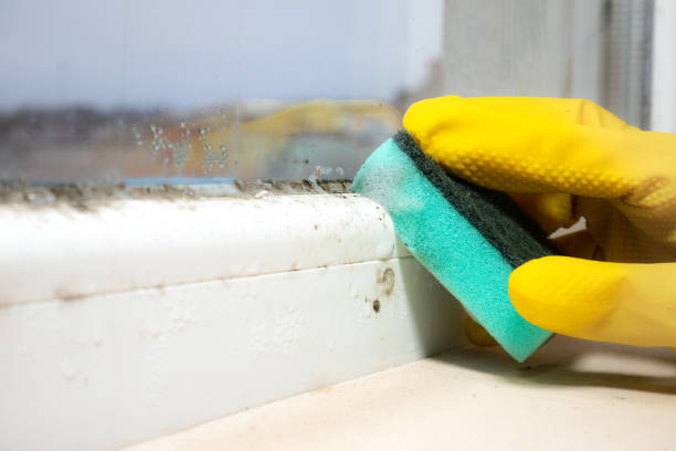 Best Toxic Mold Removal  in Maplewood, MN