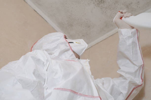 Home Mold Removal in Maplewood, MN