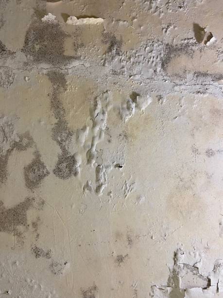 Mold Testing and Removal in Maplewood, MN