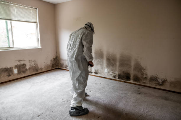 Best Commercial Mold Removal  in Maplewood, MN