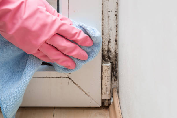 Best Mold Testing and Removal  in Maplewood, MN