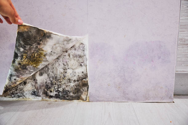 Best Local Mold Removal Service  in Maplewood, MN
